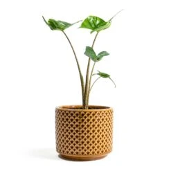 Alocasia Stingray - Elephant Ear -HORTOLOGY Plants Sale Alocasia Stingray Elephant Ear Thies Plant Pot Mustard 489ff64e cd0c 4143 9fca 372bb3c563f5