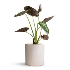 Max Refined Planter - Natural White -HORTOLOGY Plants Sale Alocasia Wentii Hardy Elephant Ear 19x65cm Max Refined Planter Natural White 29x29.5cm d4ea101c 622f 46d9 991b b420903e5507