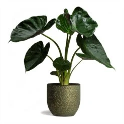Rinca Plant Pot - Shiny Green -HORTOLOGY Plants Sale Alocasia Wentii Hardy Elephant Ear 19x65cm Rinca Plant Pot Shiny Green 36x32cm d4ad126b 5360 4b59 8ef2 2c4f96c8213e