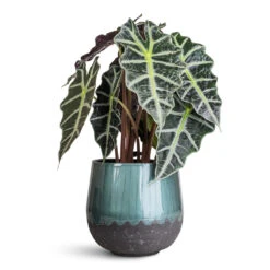 Ninthe Metal Plant Pot - Metallic Petrol 18 Ninthe Metal Plant Pot - Metallic Petrol -HORTOLOGY Plants Sale Alocasia amazonica Polly 17x50cm Ninthe Metal Pot Metallic Petrol 23x21cm 1