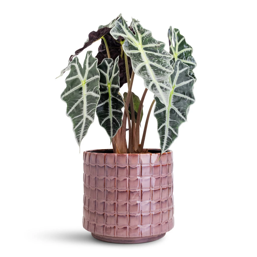 Stian Plant Pot - Lavender Candy 15 Stian Plant Pot - Lavender Candy - Image 15