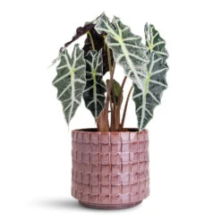 Alocasia Amazonica Polly - Elephant Ear 19 Alocasia Amazonica Polly - Elephant Ear -HORTOLOGY Plants Sale Alocasia amazonica Polly 17x50cm Stian Pot Lavender Candy 25x22cm