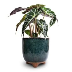 Alocasia Amazonica Polly - Elephant Ear 16 Alocasia Amazonica Polly - Elephant Ear -HORTOLOGY Plants Sale Alocasia amazonica Polly Elephant Ear 17x50cm Kaat Plant Pot Petrol 20x20cm