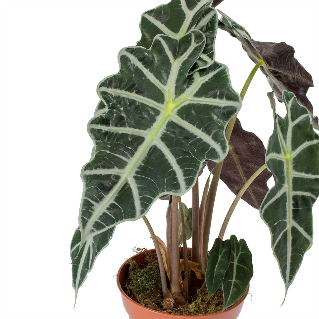 Alocasia Amazonica Polly - Elephant Ear 11 Alocasia Amazonica Polly - Elephant Ear - Image 11