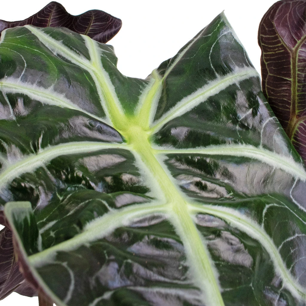 Alocasia Amazonica Polly - Elephant Ear 8 Alocasia Amazonica Polly - Elephant Ear - Image 8
