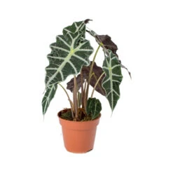 Alocasia Amazonica Polly - Elephant Ear 22 Alocasia Amazonica Polly - Elephant Ear -HORTOLOGY Plants Sale Alocasia amazonica Polly Elephant Ear 941f9e9b ed40 488c b41e b561353cf4b6