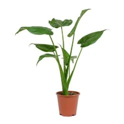 Alocasia Cucullata - Hooded Dwarf Elephant Ear -HORTOLOGY Plants Sale Alocasia cucullata