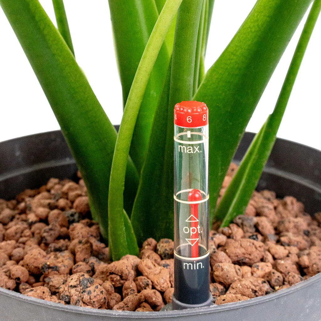 Alocasia Cucullata - Hooded Dwarf Elephant Ear - HydroCare 2 Alocasia Cucullata - Hooded Dwarf Elephant Ear - HydroCare - Image 2