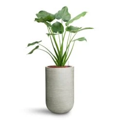 Alocasia Cucullata - Hooded Dwarf Elephant Ear - HydroCare 21 Alocasia Cucullata - Hooded Dwarf Elephant Ear - HydroCare -HORTOLOGY Plants Sale Alocasia cucullata Hooded Dwarf Elephant Ear HydroCare Cody Plant Vase Ridged Cement