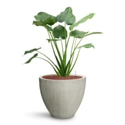 Jesslyn Ridged Plant Pot - Cement 9 Jesslyn Ridged Plant Pot - Cement -HORTOLOGY Plants Sale Alocasia cucullata Hooded Dwarf Elephant Ear HydroCare Jesslyn Plant Pot Ridged Cement 6bf6c966 7de7 4b9d a2b1 1be380853a18