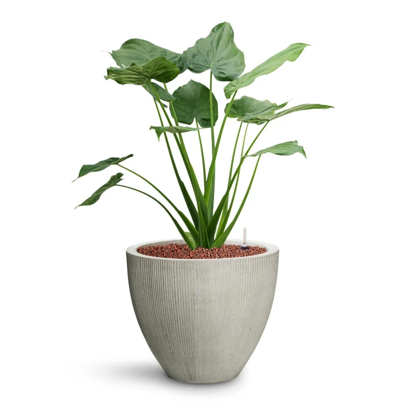 Jesslyn Ridged Plant Pot - Cement 3 Jesslyn Ridged Plant Pot - Cement - Image 3