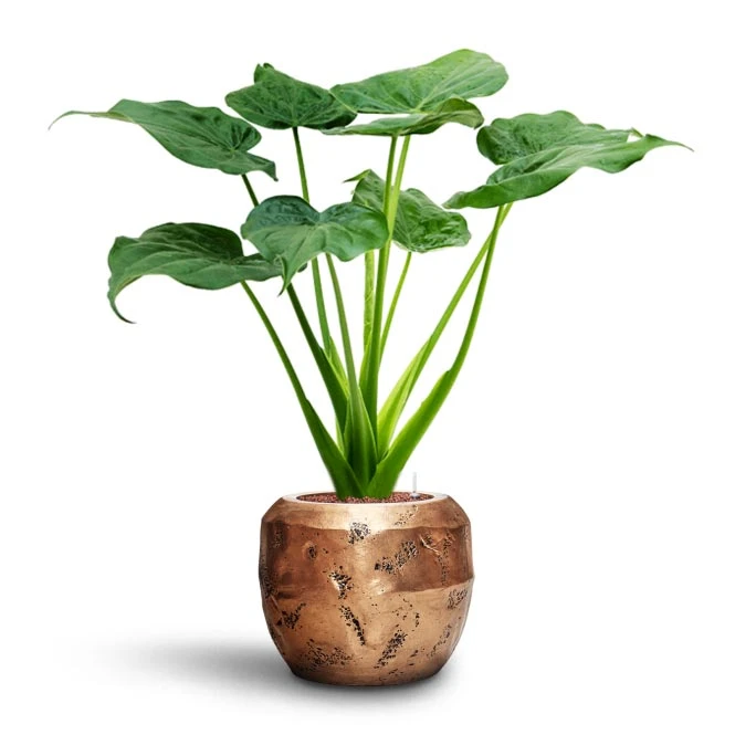 Alocasia Cucullata - Hooded Dwarf Elephant Ear - HydroCare 3 Alocasia Cucullata - Hooded Dwarf Elephant Ear - HydroCare - Image 3