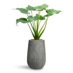 Patt High Ridged Planter - Dark Grey 23 Patt High Ridged Planter - Dark Grey -HORTOLOGY Plants Sale Alocasia cucullata Hooded Dwarf Elephant Ear HydroCare Patt High Plant Vase Ridged Dark Grey 40f9e0f7 998a 468e b926 8e19612b7a3f