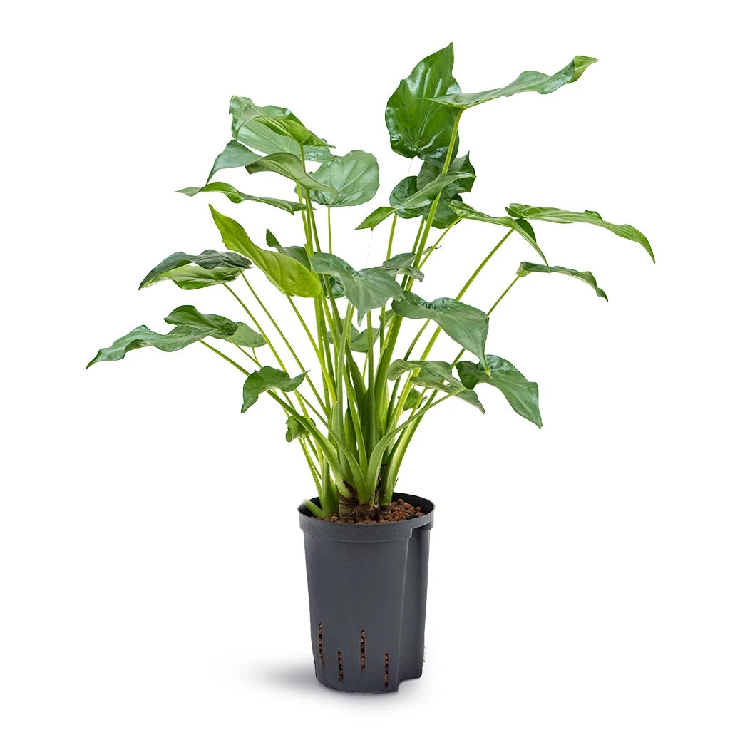 Alocasia Cucullata - Hooded Dwarf Elephant Ear - HydroCare 1 Alocasia Cucullata - Hooded Dwarf Elephant Ear - HydroCare