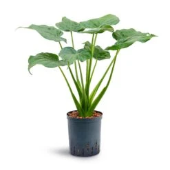 Alocasia Cucullata - Hooded Dwarf Elephant Ear - HydroCare 20 Alocasia Cucullata - Hooded Dwarf Elephant Ear - HydroCare -HORTOLOGY Plants Sale Alocasia cucullata Hooded Dwarf Elephant Ear Hydroculture 18 19x70cm