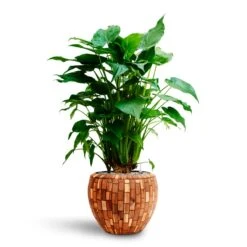 Alocasia Cucullata - Hooded Dwarf Elephant Ear - HydroCare 33 Alocasia Cucullata - Hooded Dwarf Elephant Ear - HydroCare -HORTOLOGY Plants Sale Alocasia cucullata Hooded Dwarf Elephant Ear HydrocultureFacets Couple Planter Jenga