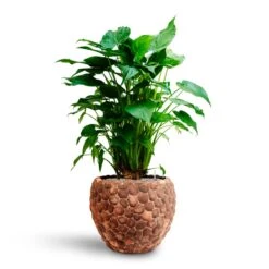 Alocasia Cucullata - Hooded Dwarf Elephant Ear - HydroCare 32 Alocasia Cucullata - Hooded Dwarf Elephant Ear - HydroCare -HORTOLOGY Plants Sale Alocasia cucullata Hooded Dwarf Elephant Ear HydrocultureFacets Couple Planter Out Of Coco