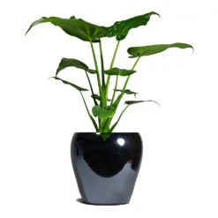 Alocasia Cucullata - Hooded Dwarf Elephant Ear -HORTOLOGY Plants Sale Alocasia cucullata Hooded Dwarf ElephantEar 19x75cm Amora Plant Pot Anthracite Mirror 26x26cm