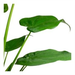 Alocasia Cucullata - Hooded Dwarf Elephant Ear -HORTOLOGY Plants Sale Alocasia cucullata Hooded Dwarf ElephantEar 19x75cm Leaves