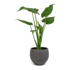 Mini Orb Kevan Plant Pot - Black Washed -HORTOLOGY Plants Sale Alocasia cucullata Mini Orb Kevan Plant Pot Black Washed 02bf3936 cc56 4d97 bb0a 8fed8a435123