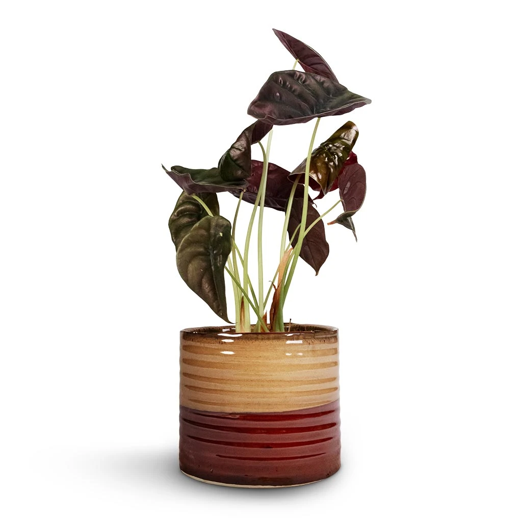 Alocasia Cuprea Red Secret - Elephant Ear 8 Alocasia Cuprea Red Secret - Elephant Ear - Image 8