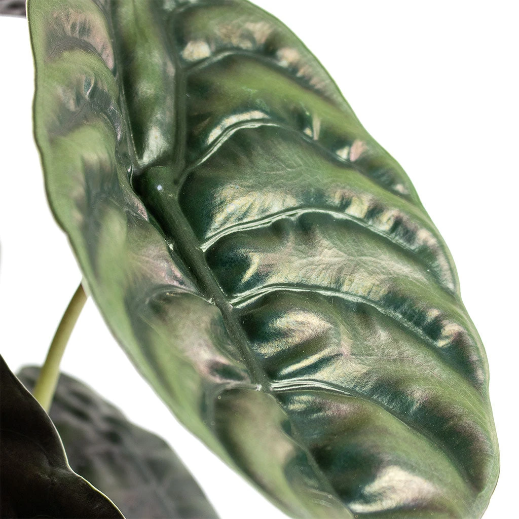 Alocasia Cuprea Red Secret - Elephant Ear 5 Alocasia Cuprea Red Secret - Elephant Ear - Image 5