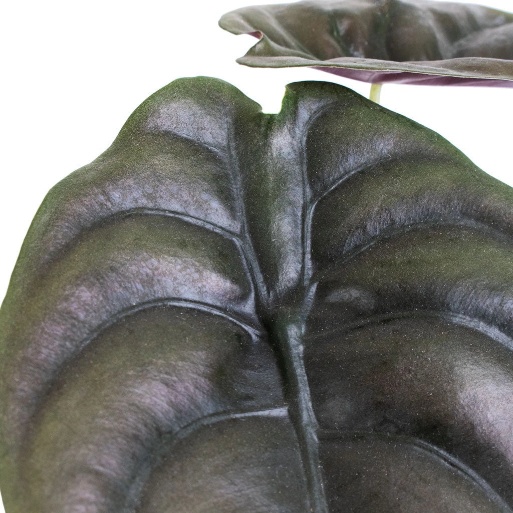 Alocasia Cuprea Red Secret - Elephant Ear 3 Alocasia Cuprea Red Secret - Elephant Ear - Image 3