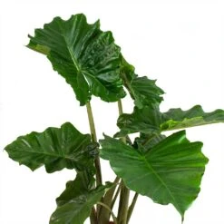 Alocasia Portodora - Upright Elephant Ear 20 Alocasia Portodora - Upright Elephant Ear -HORTOLOGY Plants Sale Alocasia portodora Leaves