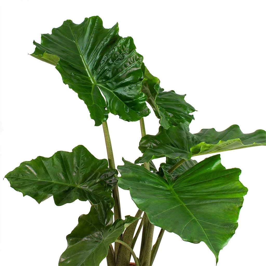 Alocasia Portodora - Upright Elephant Ear 7 Alocasia Portodora - Upright Elephant Ear - Image 7