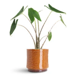 Alocasia Zebrina Tiger - Elephant Ear 33 Alocasia Zebrina Tiger - Elephant Ear -HORTOLOGY Plants Sale Alocasia zebrina Tiger 13x45cm Nolan Pot Caramel 23x21cm