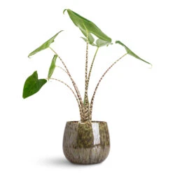 Odile Plant Pot - Green 13 Odile Plant Pot - Green -HORTOLOGY Plants Sale Alocasia zebrina Tiger 13x45cm Odile Pot Green 21x17cm 1