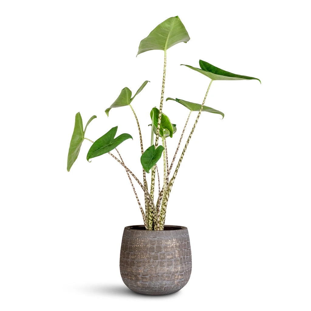 Renzo Plant Pot - Shiny Slate 5 Renzo Plant Pot - Shiny Slate - Image 5