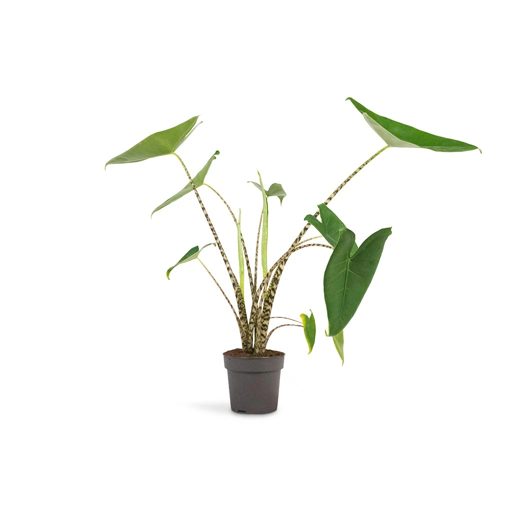 Alocasia Zebrina Tiger - Elephant Ear 9 Alocasia Zebrina Tiger - Elephant Ear - Image 9