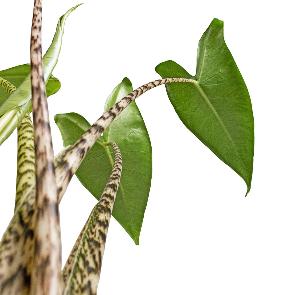 Alocasia Zebrina Tiger - Elephant Ear 6 Alocasia Zebrina Tiger - Elephant Ear - Image 6