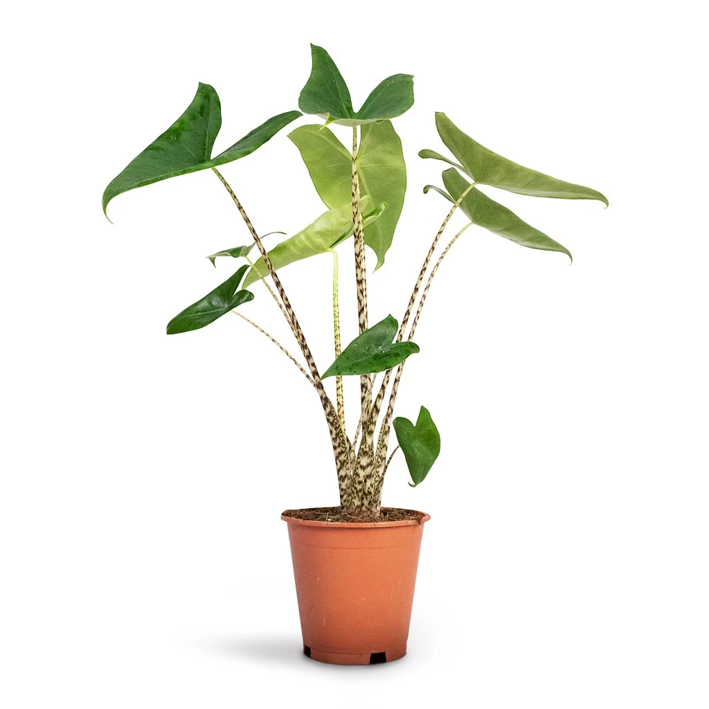 Alocasia Zebrina Tiger - Elephant Ear 10 Alocasia Zebrina Tiger - Elephant Ear - Image 10