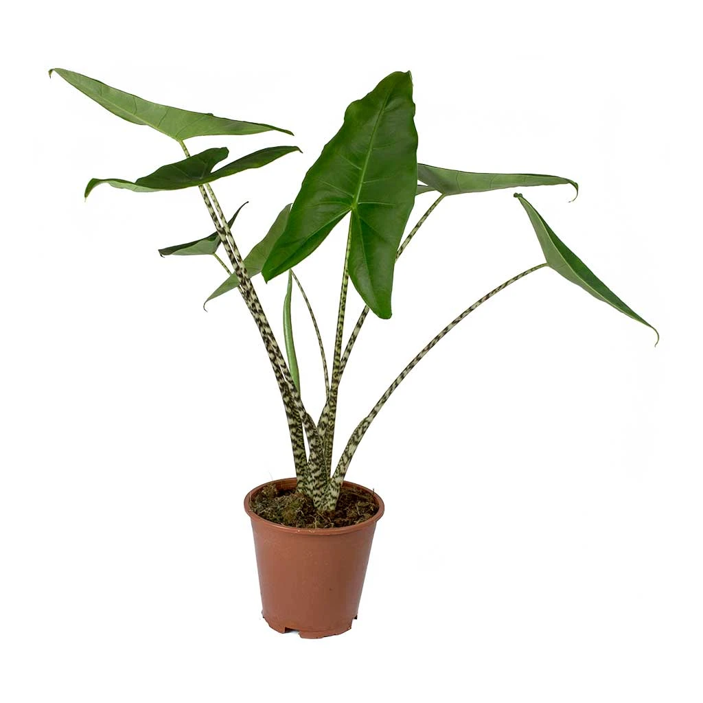 Alocasia Zebrina Tiger - Elephant Ear 16 Alocasia Zebrina Tiger - Elephant Ear - Image 16