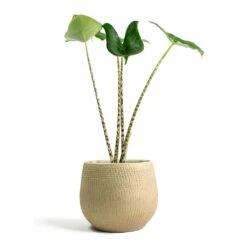 Ryan Plant Pot - Sand Gold 30 Ryan Plant Pot - Sand Gold -HORTOLOGY Plants Sale Alocasia zebrina Tiger Elephant Ear Ryan Plant Pot Sand Gold