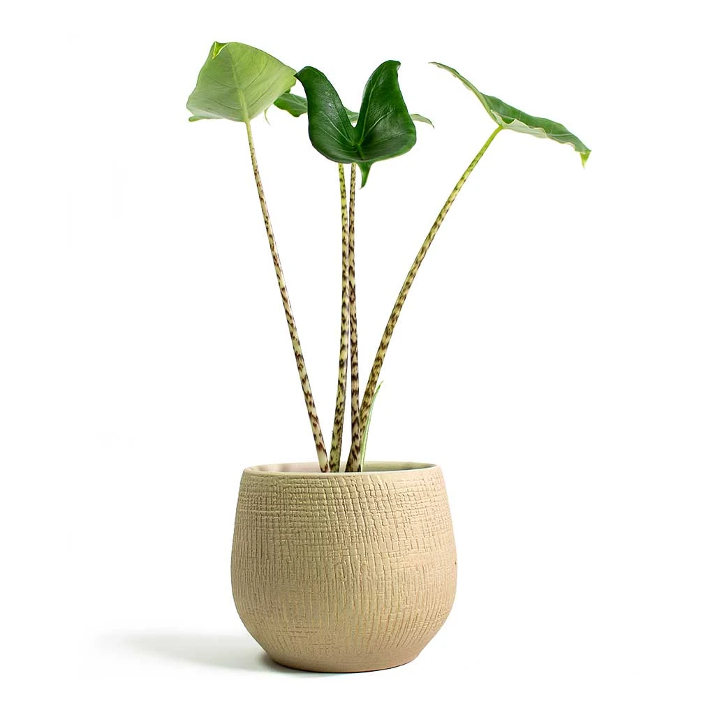 Ryan Plant Pot - Sand Gold 11 Ryan Plant Pot - Sand Gold - Image 11