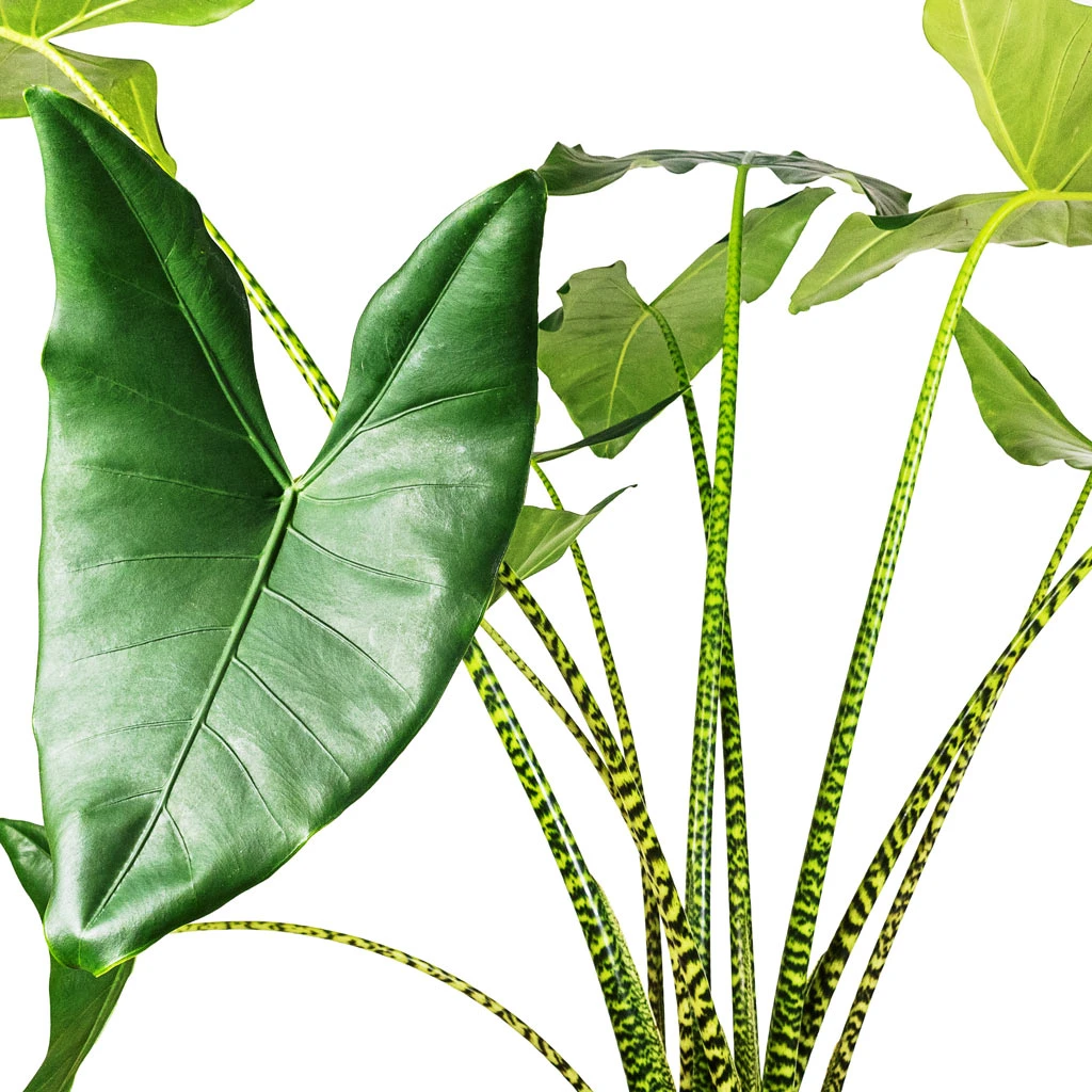Alocasia Zebrina Tiger - Elephant Ear 2 Alocasia Zebrina Tiger - Elephant Ear - Image 2