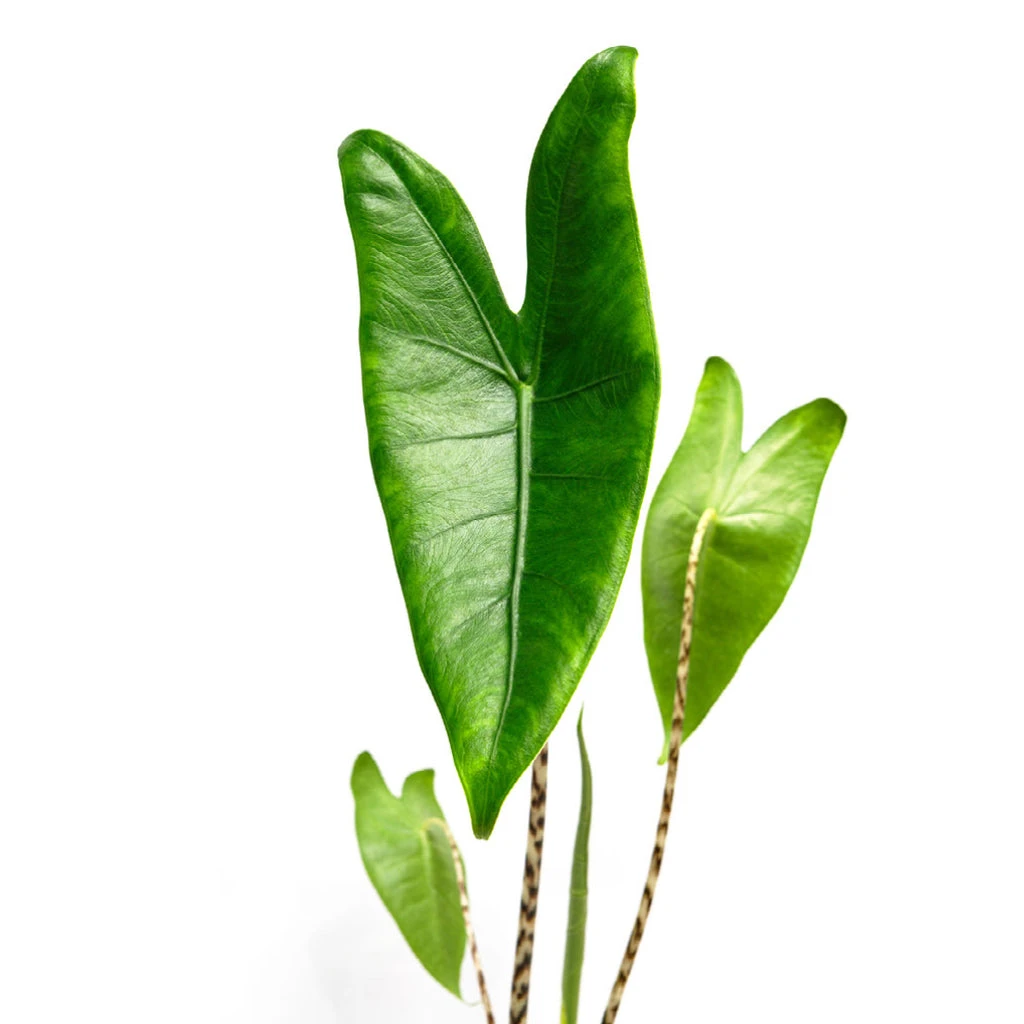 Alocasia Zebrina Tiger - Elephant Ear 8 Alocasia Zebrina Tiger - Elephant Ear - Image 8