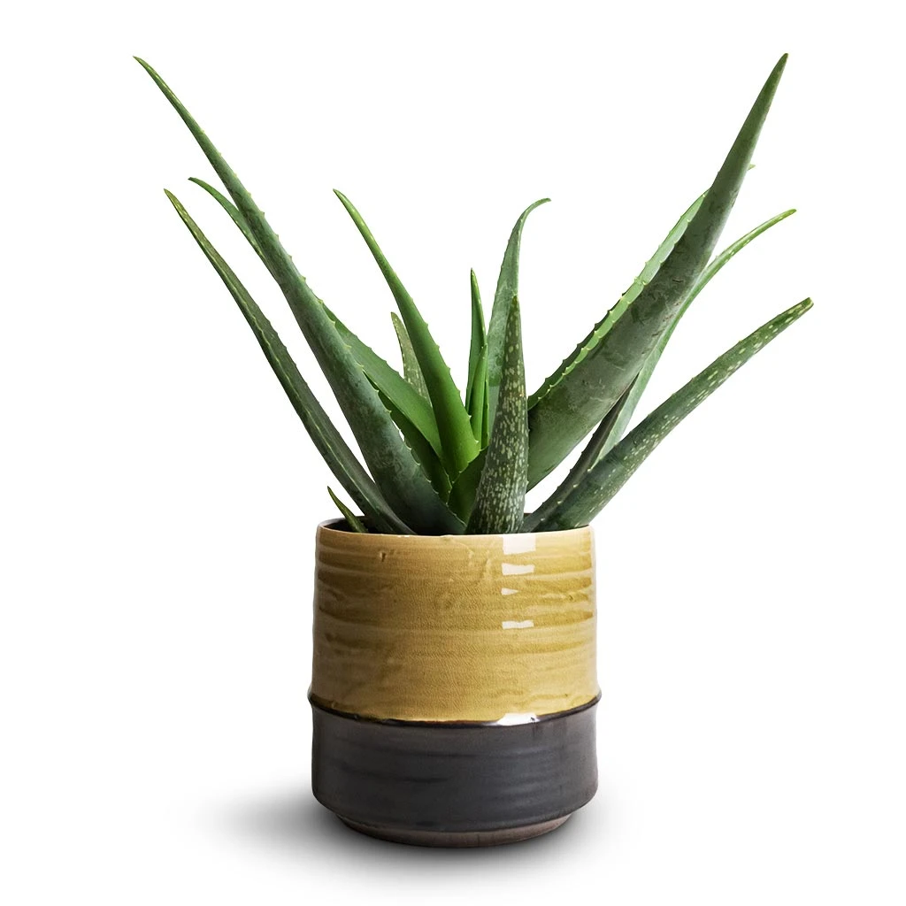 Marlijn Thyme Sage and Denim Blue Two-Tone Glazed Ceramic Indoor Plant Pot 8 Marlijn Thyme Sage and Denim Blue Two-Tone Glazed Ceramic Indoor Plant Pot - Image 8