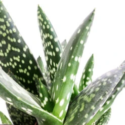 Aloe Vera Paradisicum - Jurassic Dino -HORTOLOGY Plants Sale Aloe Vera Paradisicum Jurassic Dino SWATCH