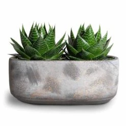 Aloe Aristata Cosmo 15 Aloe Aristata Cosmo -HORTOLOGY Plants Sale Aloe aristata Cosmo 11x17cm Saar Oval Plant Bowl Earth Cement 26x13x11cm 2 50f5b65a 0bd0 45db 9d27 f937ec76664b