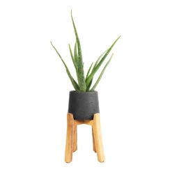 Patt Plant Pot - Tall Stand - Black Washed 16 Patt Plant Pot - Tall Stand - Black Washed -HORTOLOGY Plants Sale Aloe vera 12x40cm Patt Plant Pot Tall Stand Black Washed 23x34cm