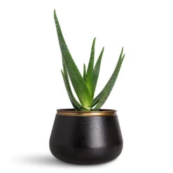 Sahara Plant Pot - Slate -HORTOLOGY Plants Sale Aloe vera 15x50cm Sahara Pot Slate 24x16.5cm 1