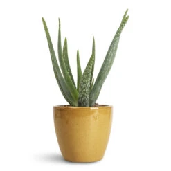Sven Plant Pot - Mustard -HORTOLOGY Plants Sale Aloe vera 15x50cm Sven Pot Mustard 16x13cm