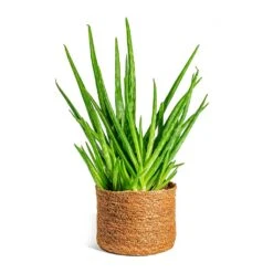 Aloe Vera Clumb -HORTOLOGY Plants Sale Aloe vera Clumb Stef Plant Baskets Set of 5 Camel