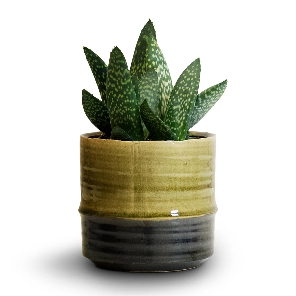 Marlijn Thyme Sage and Denim Blue Two-Tone Glazed Ceramic Indoor Plant Pot 9 Marlijn Thyme Sage and Denim Blue Two-Tone Glazed Ceramic Indoor Plant Pot - Image 9