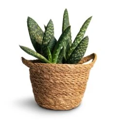 Aloe Vera Paradisicum - Jurassic Dino -HORTOLOGY Plants Sale Aloe vera Paradisicum 10.5x20cm Nelis Plant Basket Natural 13x12cm