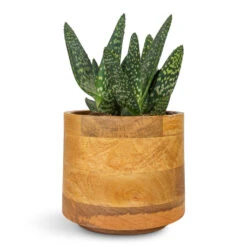 Aloe Vera Paradisicum - Jurassic Dino -HORTOLOGY Plants Sale Aloe vera Paradisicum Jurassic Dino 10.5x20cm Helle Plant Pot Natural 16x14cm